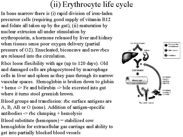(ii) Erythrocyte life cycle In bone marrow there is (i) rapid division of iron-laden