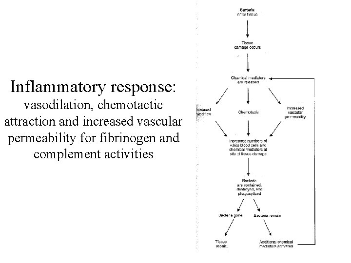 Inflammatory response: vasodilation, chemotactic attraction and increased vascular permeability for fibrinogen and complement activities