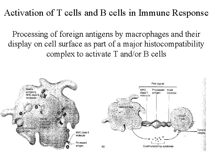 Activation of T cells and B cells in Immune Response Processing of foreign antigens