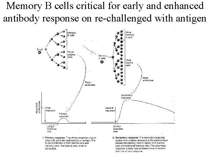 Memory B cells critical for early and enhanced antibody response on re-challenged with antigen