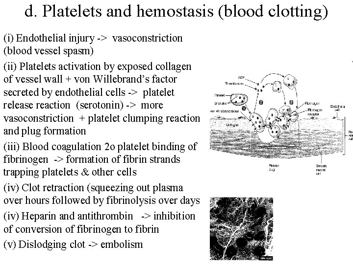 d. Platelets and hemostasis (blood clotting) (i) Endothelial injury -> vasoconstriction (blood vessel spasm)