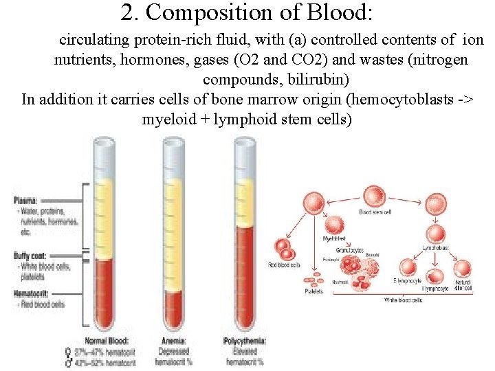 2. Composition of Blood: circulating protein-rich fluid, with (a) controlled contents of ion nutrients,