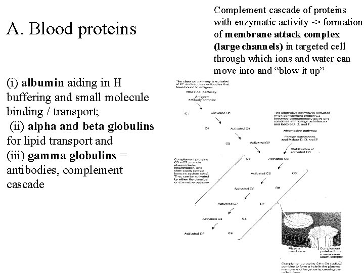 A. Blood proteins (i) albumin aiding in H buffering and small molecule binding /