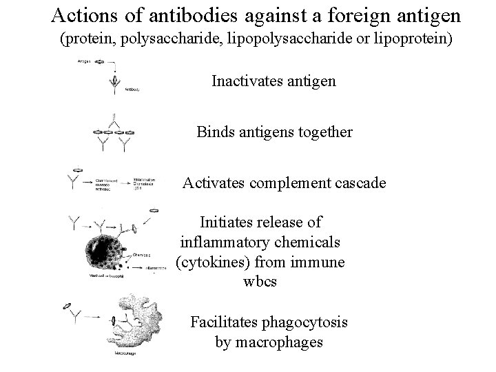 Actions of antibodies against a foreign antigen (protein, polysaccharide, lipopolysaccharide or lipoprotein) Inactivates antigen