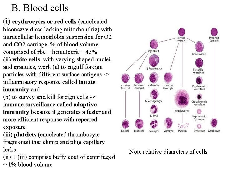 B. Blood cells (i) erythrocytes or red cells (enucleated biconcave discs lacking mitochondria) with
