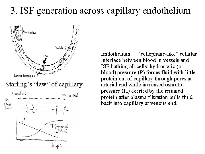 3. ISF generation across capillary endothelium Starling’s “law” of capillary Endothelium = “cellophane-like” cellular