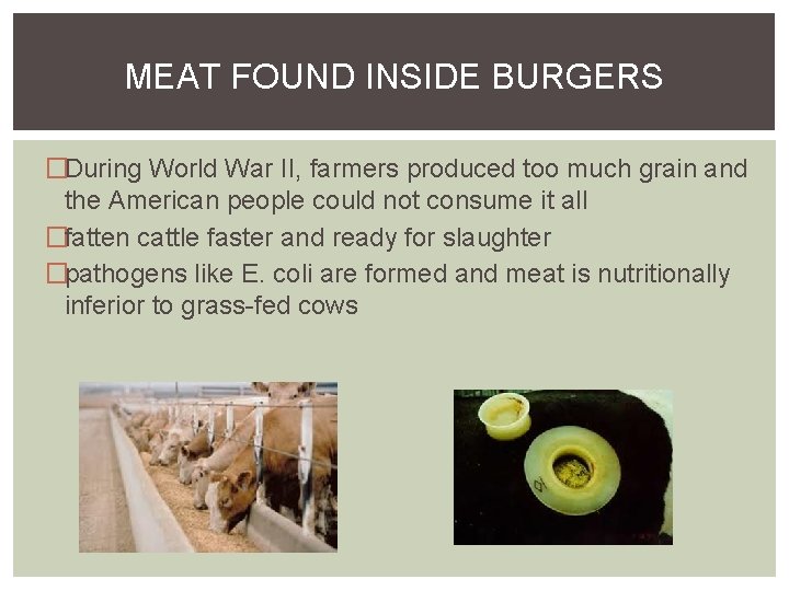 MEAT FOUND INSIDE BURGERS �During World War II, farmers produced too much grain and