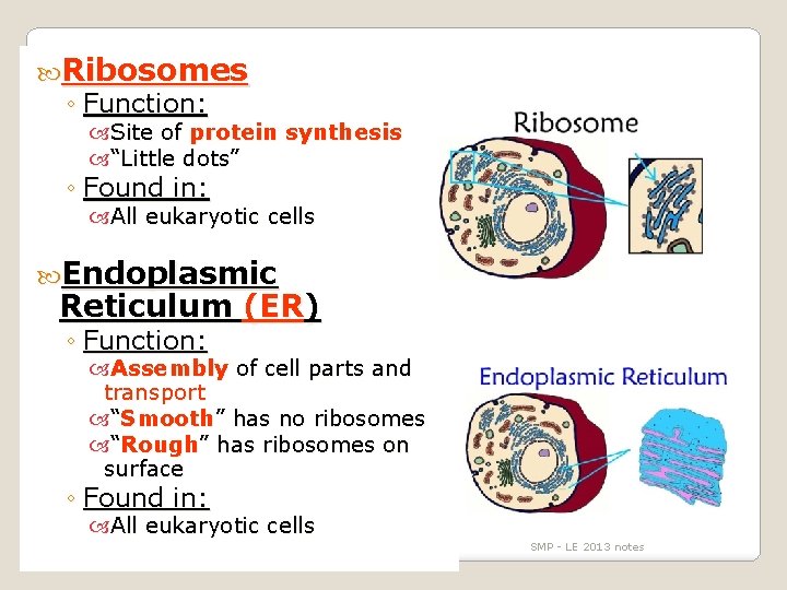  Ribosomes ◦ Function: Site of protein synthesis “Little dots” ◦ Found in: All