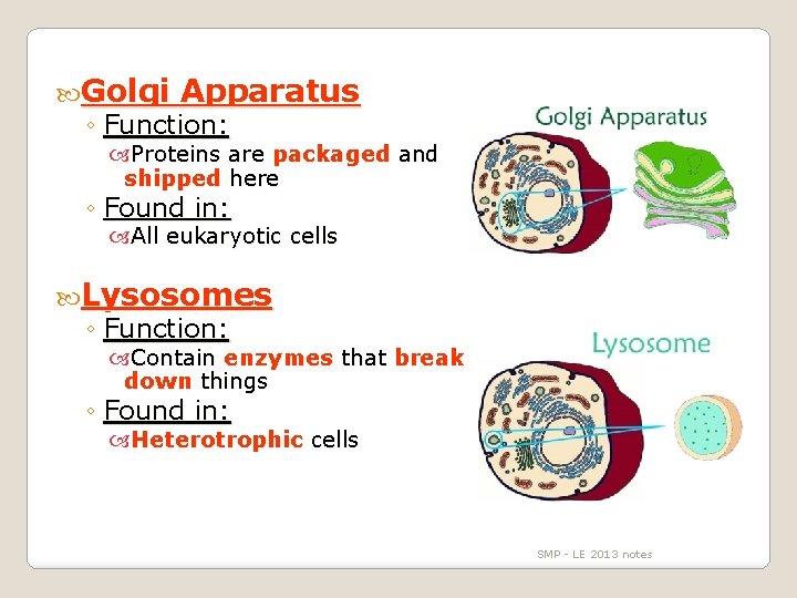  Golgi Apparatus ◦ Function: Proteins are packaged and shipped here ◦ Found in: