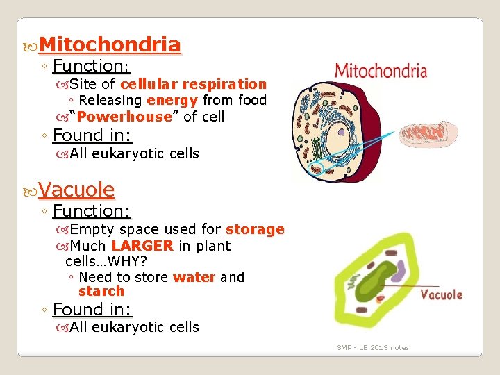  Mitochondria ◦ Function: Site of cellular respiration ◦ Releasing energy from food “Powerhouse”