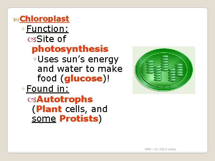  Chloroplast ◦ Function: Site of photosynthesis ◦ Uses sun’s energy and water to