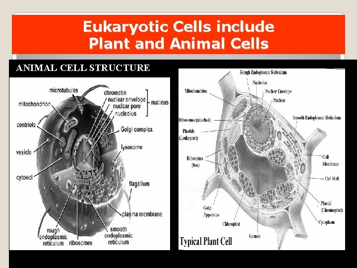 Eukaryotic Cells include Plant and Animal Cells ANIMAL CELL STRUCTURE SMP - LE 2013
