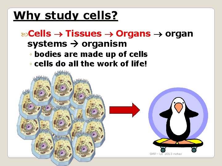 Why study cells? Cells Tissues Organs organ systems organism ◦ bodies are made up