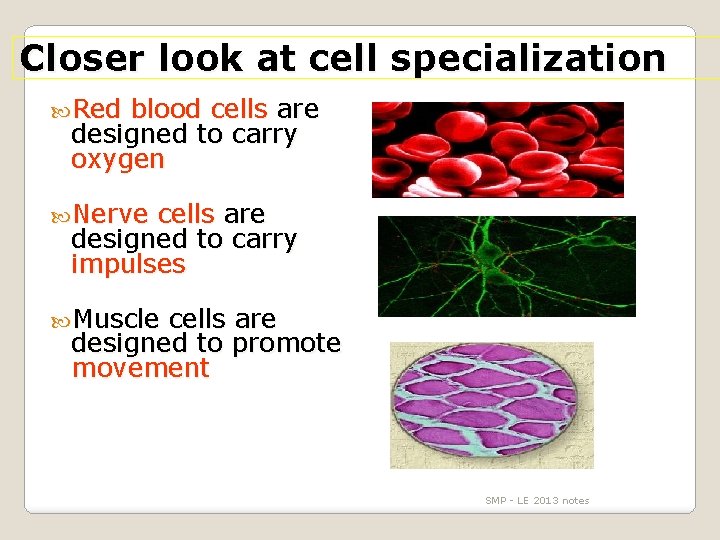 Closer look at cell specialization Red blood cells are designed to carry oxygen Nerve