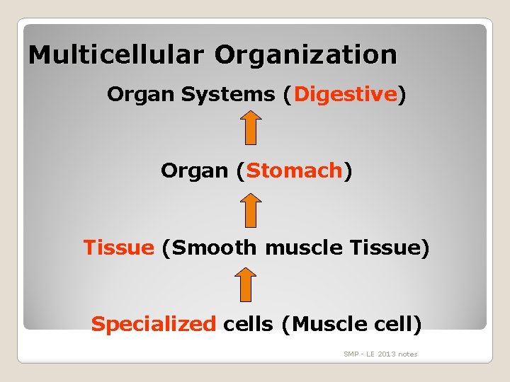 Multicellular Organization Organ Systems (Digestive) Organ (Stomach) Tissue (Smooth muscle Tissue) Specialized cells (Muscle