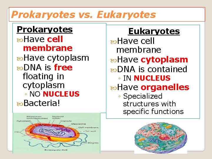 Prokaryotes vs. Eukaryotes Prokaryotes Have cell membrane Have cytoplasm DNA is free floating in