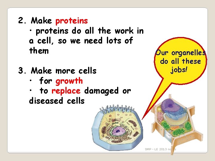 2. Make proteins • proteins do all the work in a cell, so we