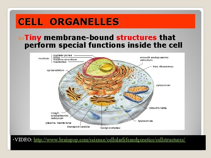 CELL ORGANELLES Tiny membrane-bound structures that perform special functions inside the cell • VIDEO: