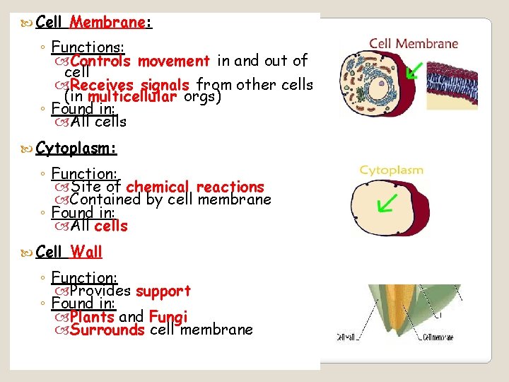  Cell Membrane: ◦ Functions: Controls movement in and out of cell Receives signals