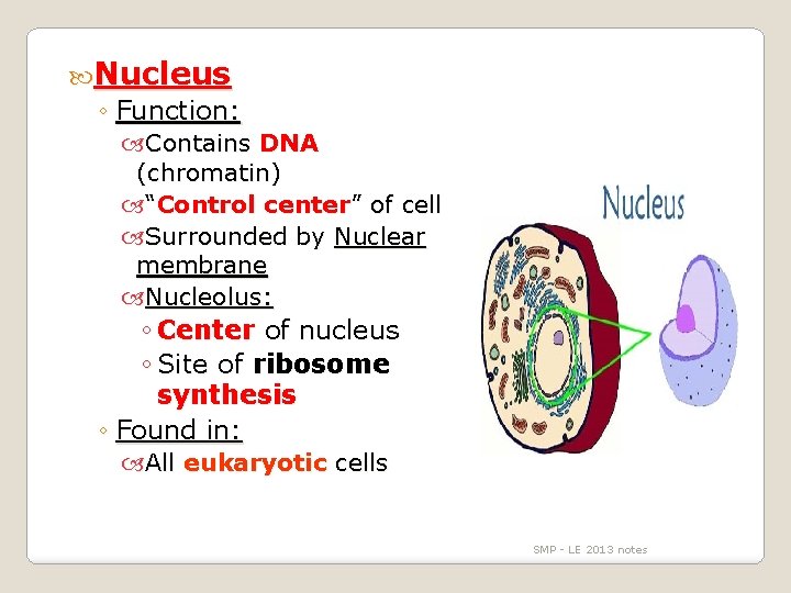  Nucleus ◦ Function: Contains DNA (chromatin) “Control center” of cell Surrounded by Nuclear