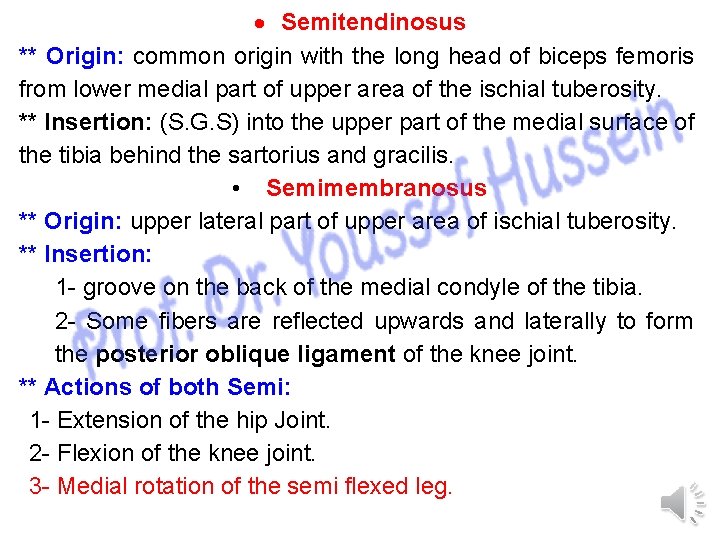  Semitendinosus ** Origin: common origin with the long head of biceps femoris from