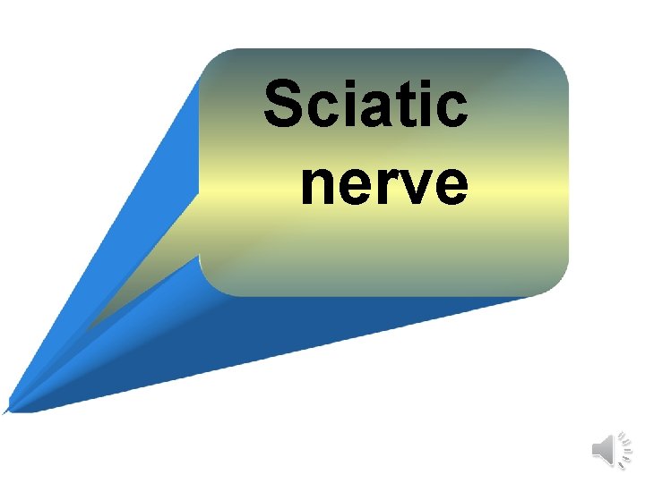 Sciatic nerve 
