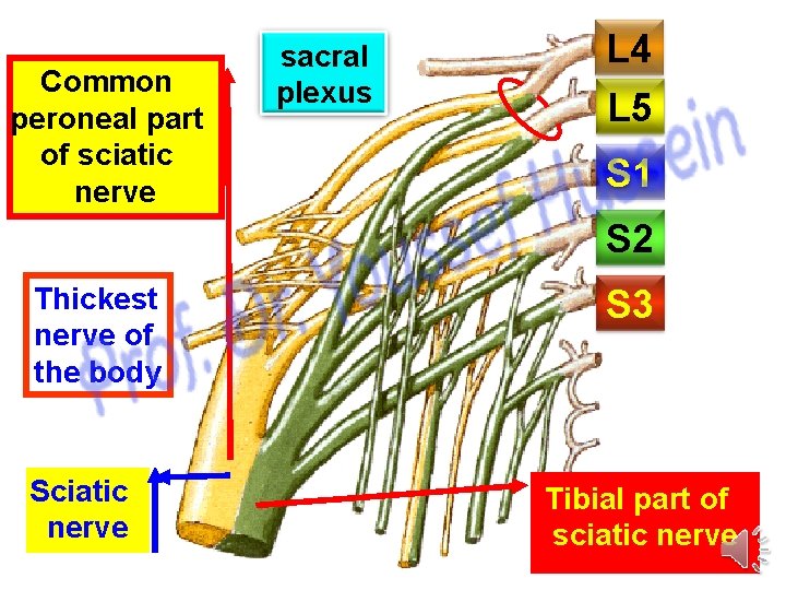 Common peroneal part of sciatic nerve sacral plexus L 4 L 5 S 1