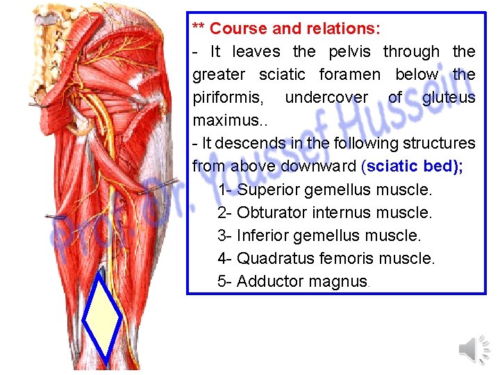 ** Course and relations: - It leaves the pelvis through the greater sciatic foramen