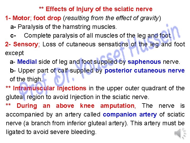** Effects of Injury of the sciatic nerve 1 - Motor; foot drop (resulting