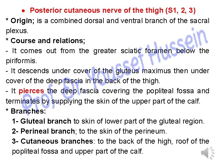  Posterior cutaneous nerve of the thigh (S 1, 2, 3) * Origin; is