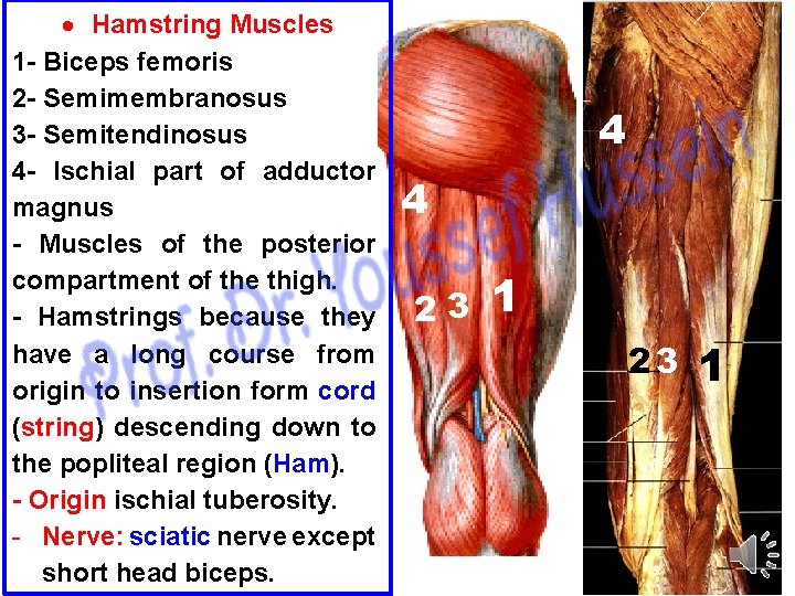  Hamstring Muscles 1 - Biceps femoris 2 - Semimembranosus 3 - Semitendinosus 4