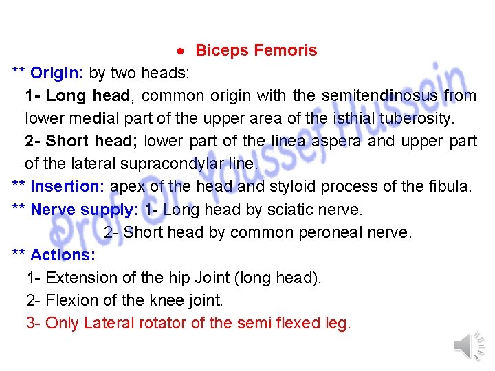  Biceps Femoris ** Origin: by two heads: 1 - Long head, common origin
