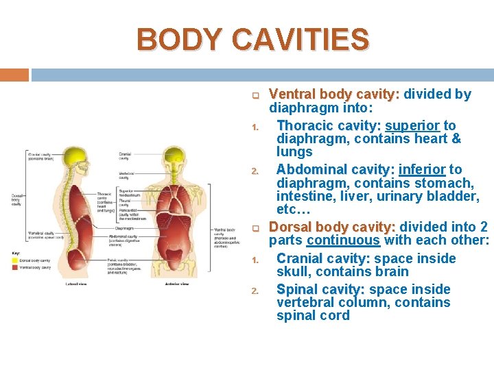 BODY CAVITIES q 1. 2. q 1. 2. Ventral body cavity: divided by diaphragm BODY CAVITIES q 1. 2. q 1. 2. Ventral body cavity: divided by diaphragm