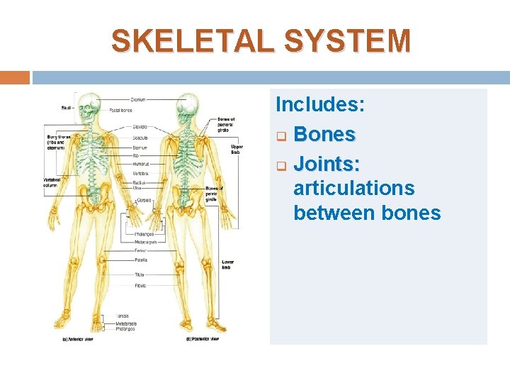 SKELETAL SYSTEM Includes: q Bones q Joints: articulations between bones SKELETAL SYSTEM Includes: q Bones q Joints: articulations between bones