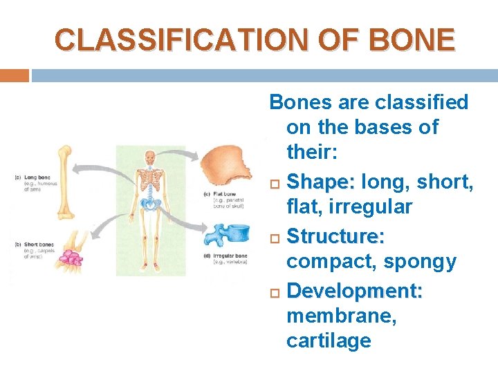 CLASSIFICATION OF BONE Bones are classified on the bases of their: Shape: long, short, CLASSIFICATION OF BONE Bones are classified on the bases of their: Shape: long, short,