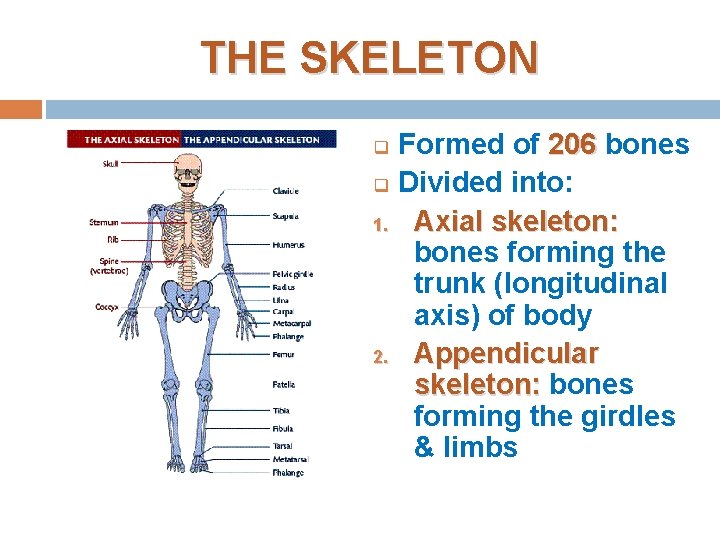 THE SKELETON q q 1. 2. Formed of 206 bones Divided into: Axial skeleton: THE SKELETON q q 1. 2. Formed of 206 bones Divided into: Axial skeleton: