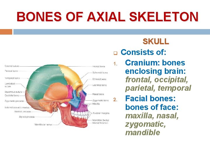 BONES OF AXIAL SKELETON q 1. 2. SKULL Consists of: Cranium: bones enclosing brain: BONES OF AXIAL SKELETON q 1. 2. SKULL Consists of: Cranium: bones enclosing brain: