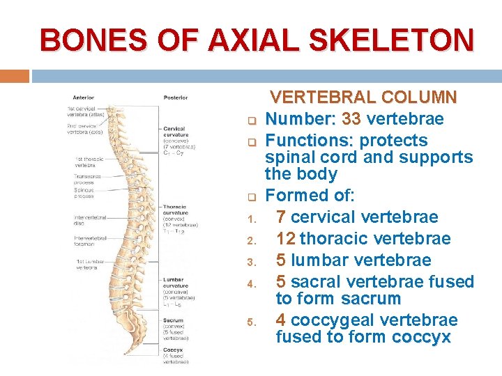 BONES OF AXIAL SKELETON q q q 1. 2. 3. 4. 5. VERTEBRAL COLUMN BONES OF AXIAL SKELETON q q q 1. 2. 3. 4. 5. VERTEBRAL COLUMN
