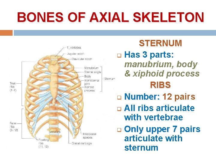 BONES OF AXIAL SKELETON STERNUM q Has 3 parts: manubrium, body & xiphoid process BONES OF AXIAL SKELETON STERNUM q Has 3 parts: manubrium, body & xiphoid process