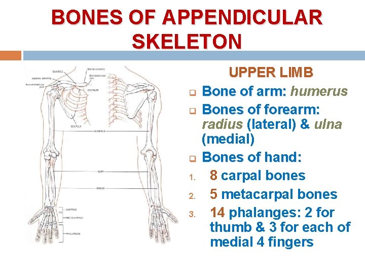 BONES OF APPENDICULAR SKELETON q q q 1. 2. 3. UPPER LIMB Bone of BONES OF APPENDICULAR SKELETON q q q 1. 2. 3. UPPER LIMB Bone of