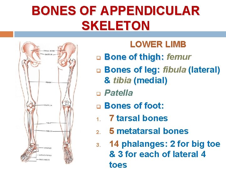BONES OF APPENDICULAR SKELETON q q 1. 2. 3. LOWER LIMB Bone of thigh: BONES OF APPENDICULAR SKELETON q q 1. 2. 3. LOWER LIMB Bone of thigh: