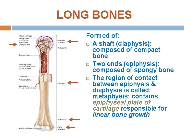 LONG BONES Formed of: q A shaft (diaphysis): composed of compact bone q Two LONG BONES Formed of: q A shaft (diaphysis): composed of compact bone q Two