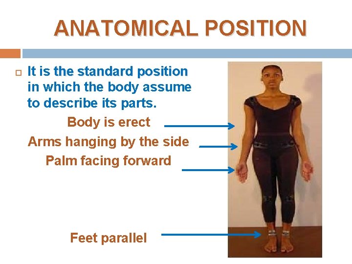 ANATOMICAL POSITION It is the standard position in which the body assume to describe ANATOMICAL POSITION It is the standard position in which the body assume to describe