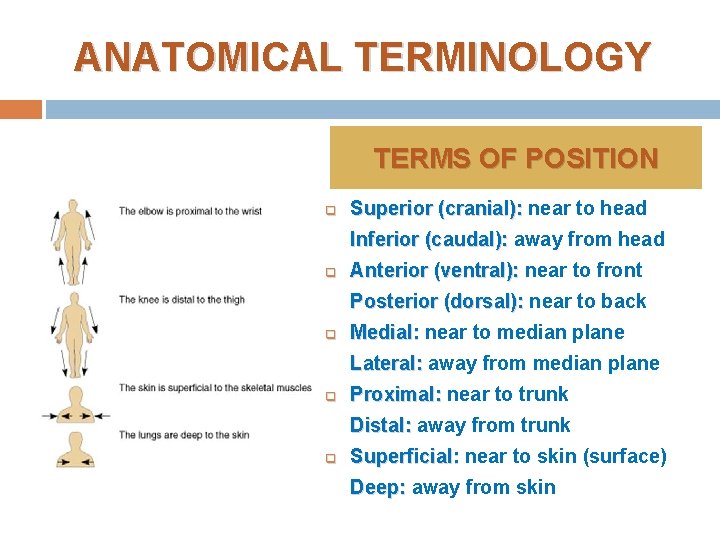 ANATOMICAL TERMINOLOGY TERMS OF POSITION q Superior (cranial): near to head Inferior (caudal): away ANATOMICAL TERMINOLOGY TERMS OF POSITION q Superior (cranial): near to head Inferior (caudal): away