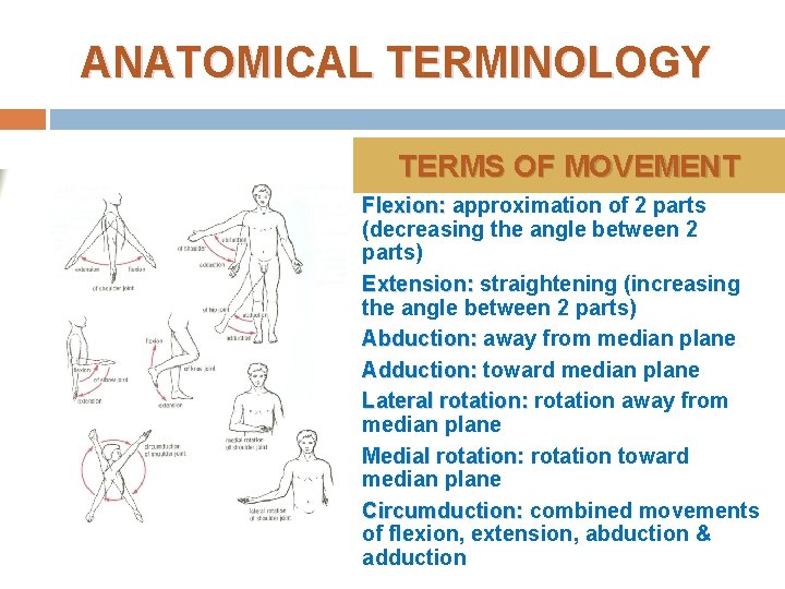 ANATOMICAL TERMINOLOGY TERMS OF MOVEMENT q q Flexion: approximation of 2 parts (decreasing the ANATOMICAL TERMINOLOGY TERMS OF MOVEMENT q q Flexion: approximation of 2 parts (decreasing the