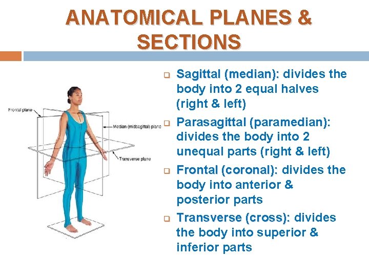 ANATOMICAL PLANES & SECTIONS q q Sagittal (median): divides the body into 2 equal ANATOMICAL PLANES & SECTIONS q q Sagittal (median): divides the body into 2 equal