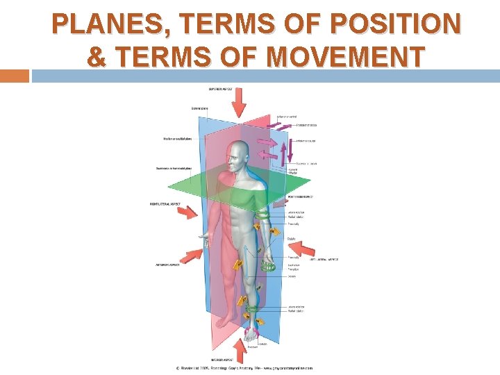 PLANES, TERMS OF POSITION & TERMS OF MOVEMENT PLANES, TERMS OF POSITION & TERMS OF MOVEMENT