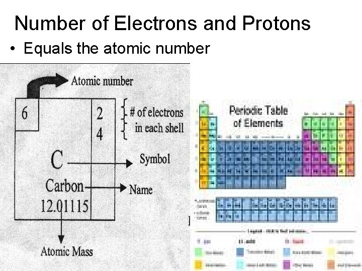 Number of Electrons and Protons • Equals the atomic number 