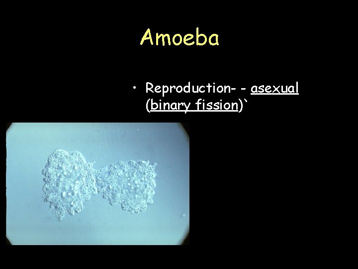 Amoeba • Reproduction- - asexual (binary fission)` 