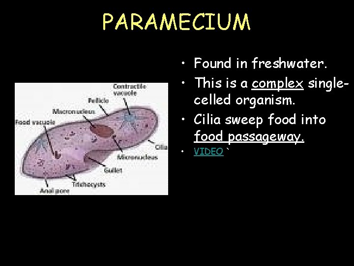 PARAMECIUM • Found in freshwater. • This is a complex singlecelled organism. • Cilia